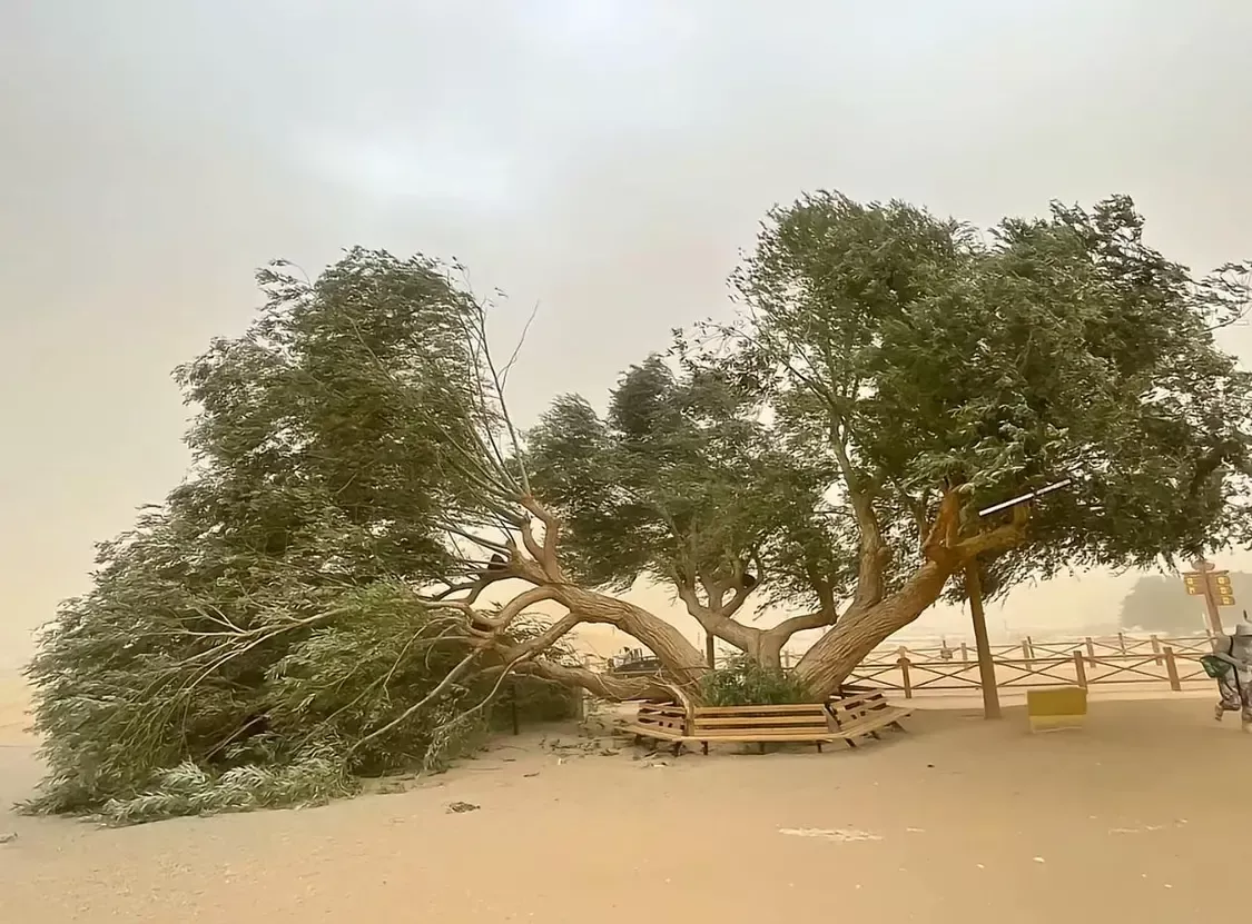 甘肃景区回应54岁夫妻柳“离婚”：树倒了，还活着