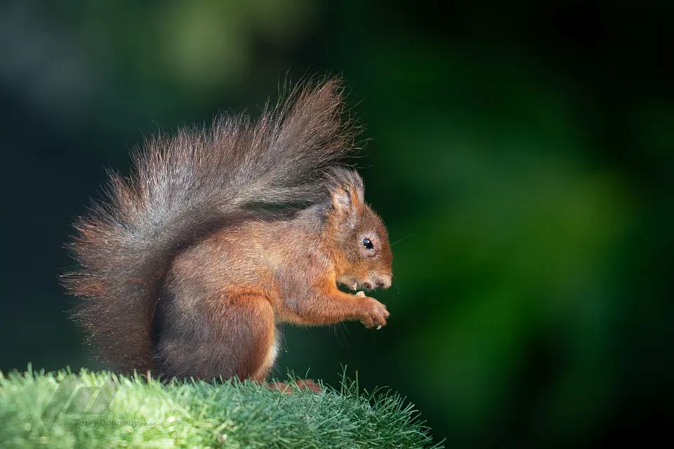 "殭尸兔"后 美国又惊见"殭尸松鼠" 正快速蔓延(慎入)
