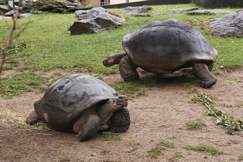百岁新手「爸妈」：费城动物园的百岁象龟「妈咪」（左）、「阿布拉索」（右）。（美联社）