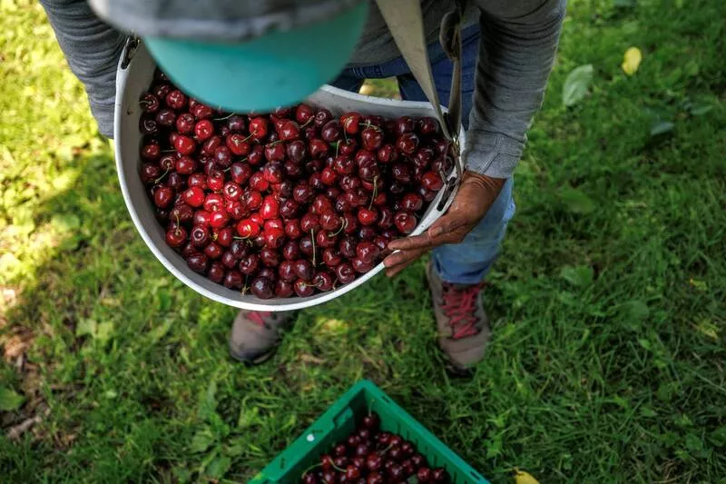美国樱桃烂在树上没人採 果农惨况曝光了