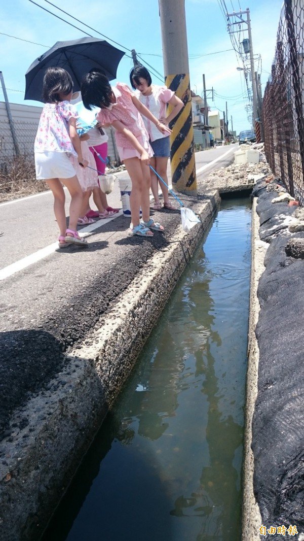 学童在排水沟旁就可观察到倒立水母。（记者洪臣宏摄）