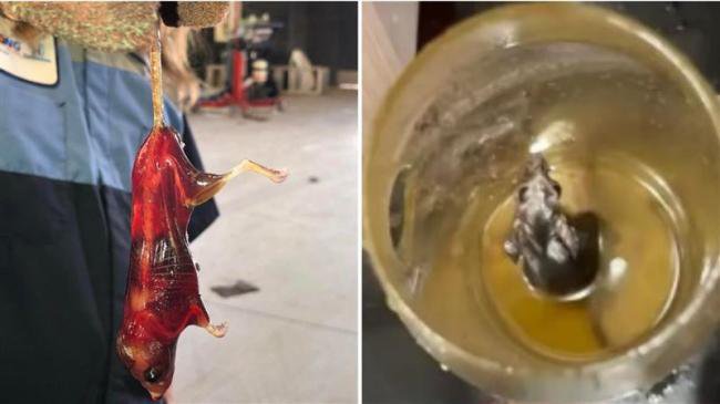 老鼠跌入油桶“竟活活泡成玻璃”?全身透亮见骨 老鼠跌入油桶“竟活活泡成玻璃”?全身透亮见骨