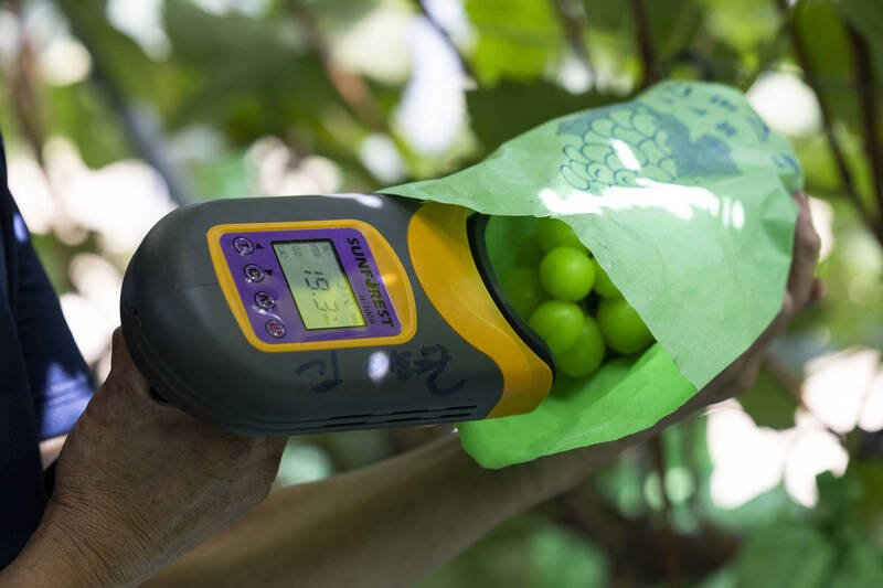 全球「消費者口味改變」與競爭挑戰,讓麝香葡萄市場迎來變遷。(資料照,彭博)