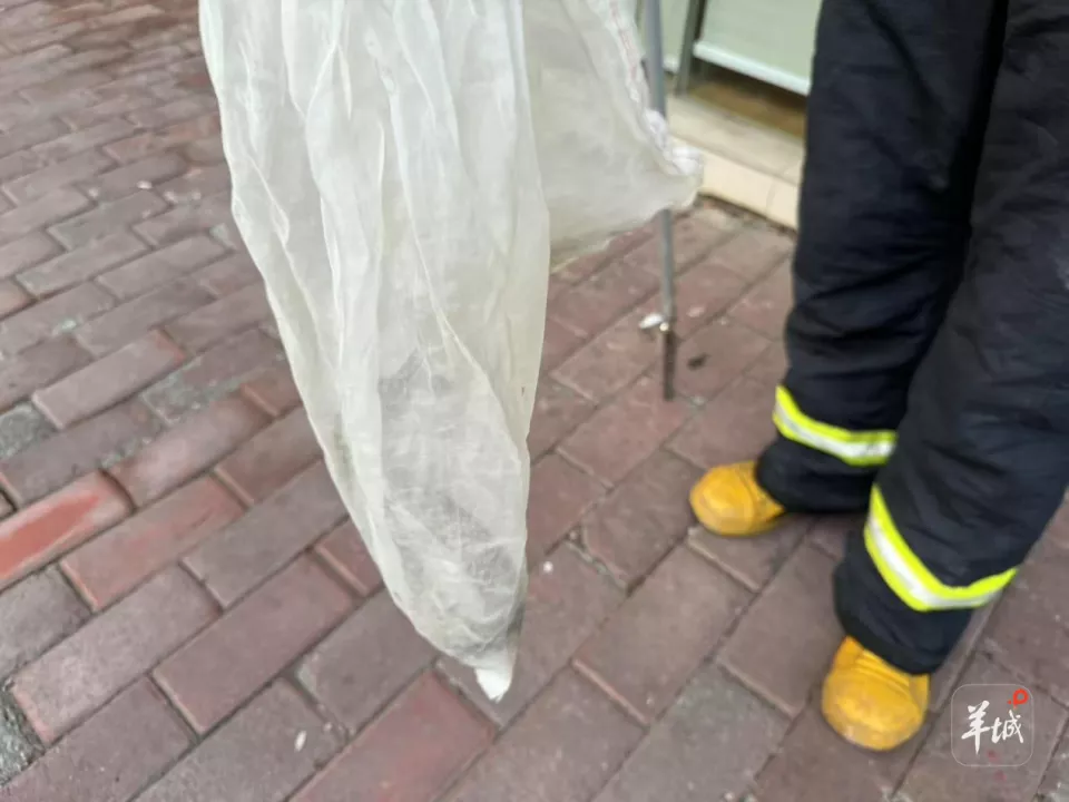 小区蛇患频发:已抓超60条但未探测到蛇窝位置