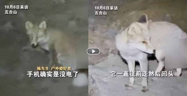 他夜困山西深山！“灵狐带路”，背后原因吓人