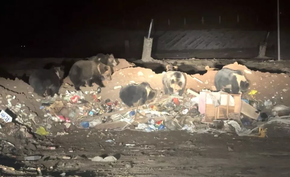 藏马熊群垃圾场觅食,“什么都往嘴里送”