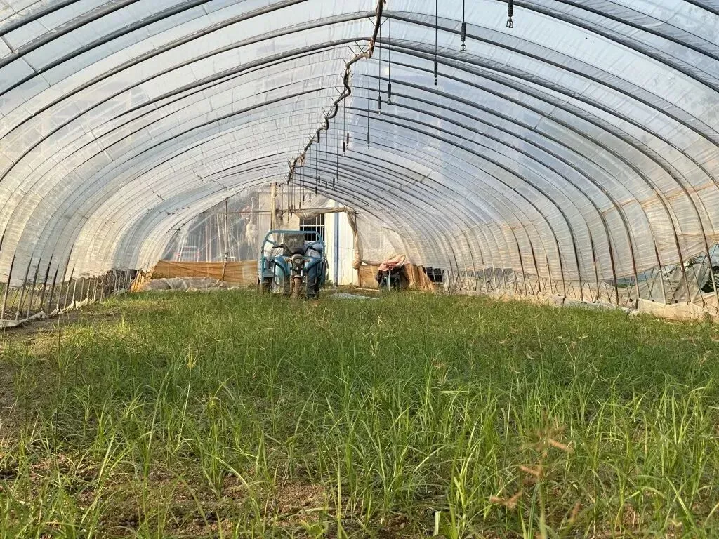 卢怀伟被抓后，家里的种植大棚被荒废。