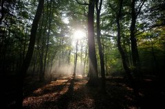 全球首见!极端高温树木大量死亡 澳洲森林惊见排碳多于吸碳