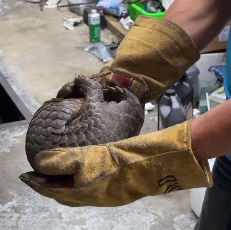 警方帮助民众从车底救出穿山甲。（警方提供）