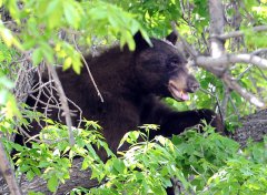 台人旅日竟撞到熊!过来人发文曝经验:自驾保全险很重要