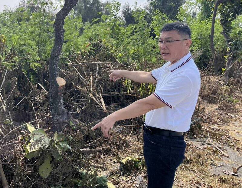 鹿港8棵大叶榄仁树遭锯断，镇长许志宏痛骂小偷夭寿。（图由镇公所提供）