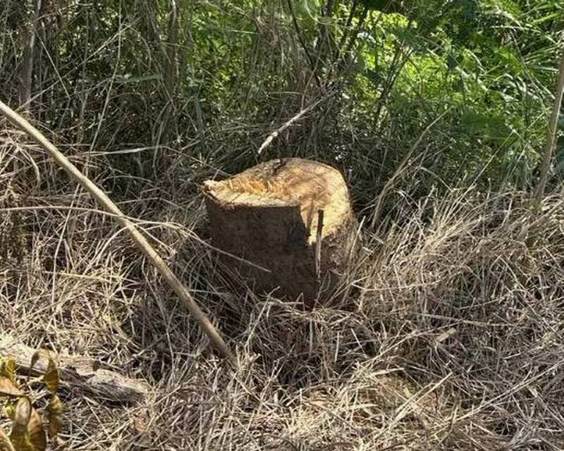 鹿港8棵大叶榄仁树遭锯断，警方追凶手。（图由镇公所提供）