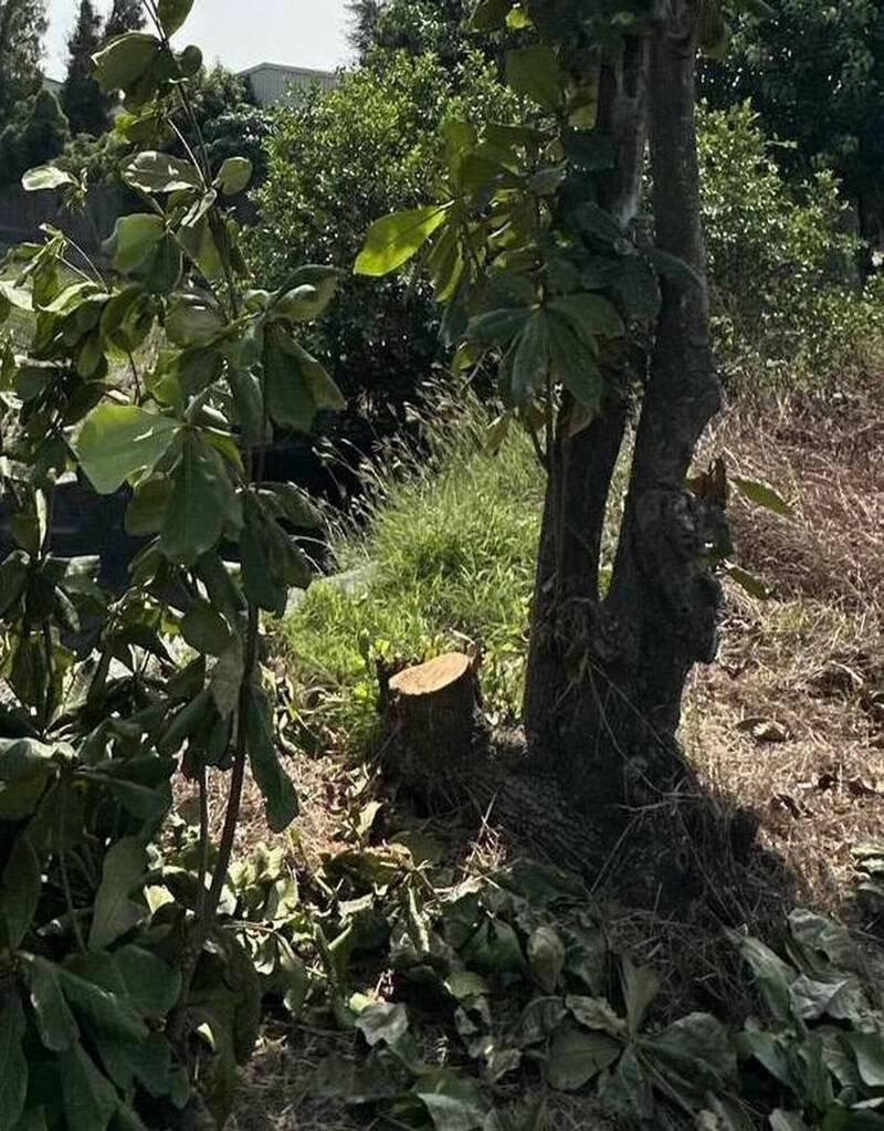 8棵大叶榄仁树遭锯断，警方追凶手。（图由警方提供）