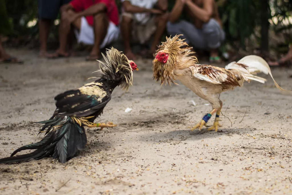 夺命鸡!男遭踢胯下身亡 观众目睹鸡踢死主人