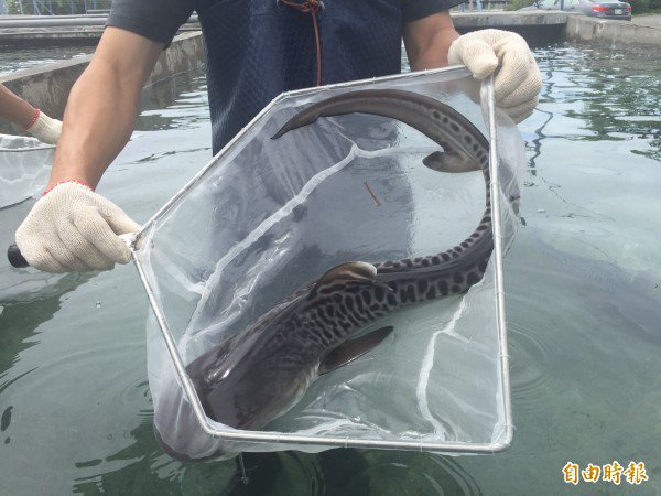 研究人员守护小鼬鲨，希望牠们顺利长大。（记者张存薇摄）