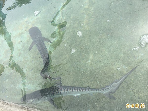 研究人员守护小鼬鲨，希望牠们顺利长大。（记者张存薇摄）