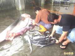 抢救鼬鲨part2 长滨定置网母鲨剖腹产生40只