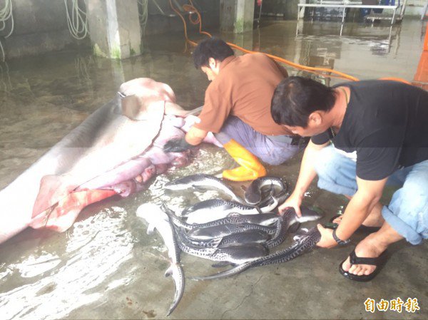 长滨定置网又捕获怀孕母鲨，但母鲨已死亡，渔民立刻剖腹抢救小鲨。（记者张存薇摄）
