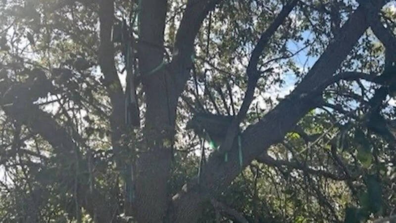 图为美国特勤局（U.S. Secret Service）在佛州棕榈滩国际机场附近发现的可疑狩猎架。该狩猎架视线可直对总统川普进出「空军一号」的位置，引发高度安全警戒，FBI已介入调查。（图：美国特勤局）