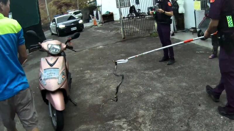 台东关山分局警员协助民宅捕获臭青母。（记者黄明堂翻摄）