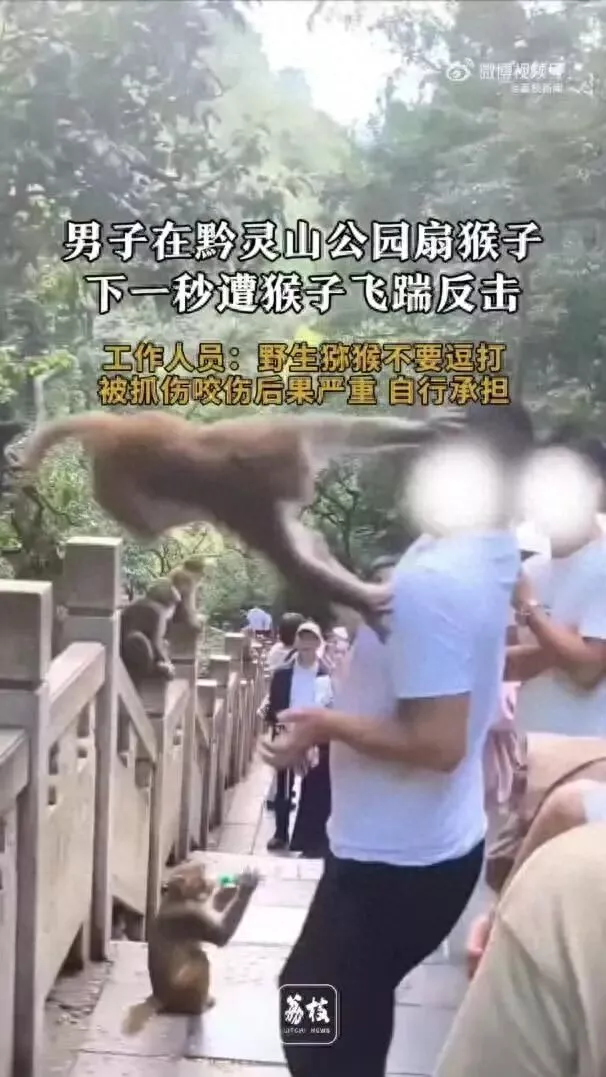 男子在黔灵山扇打猴子脸 下一秒遭飞踹反击 公园回应：未收到反馈