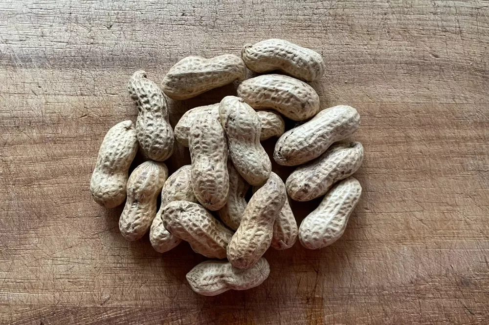 对花生过敏?美研究揭:反而应该从小就吃