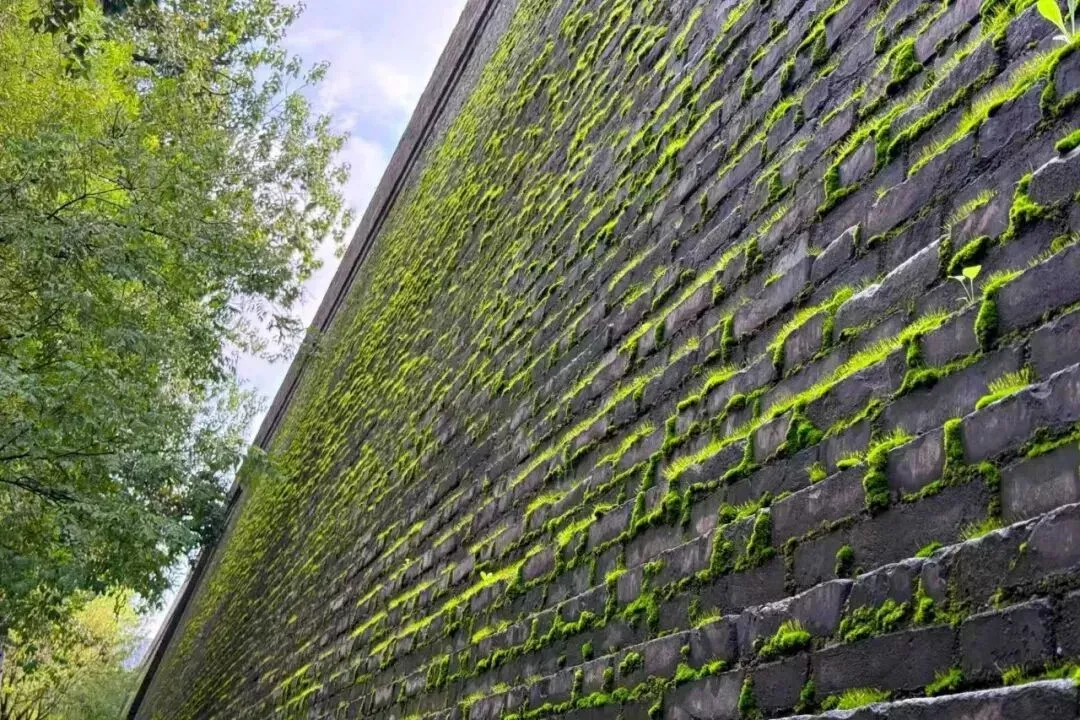 北方古城潮到发绿,多少人急急急急坏了