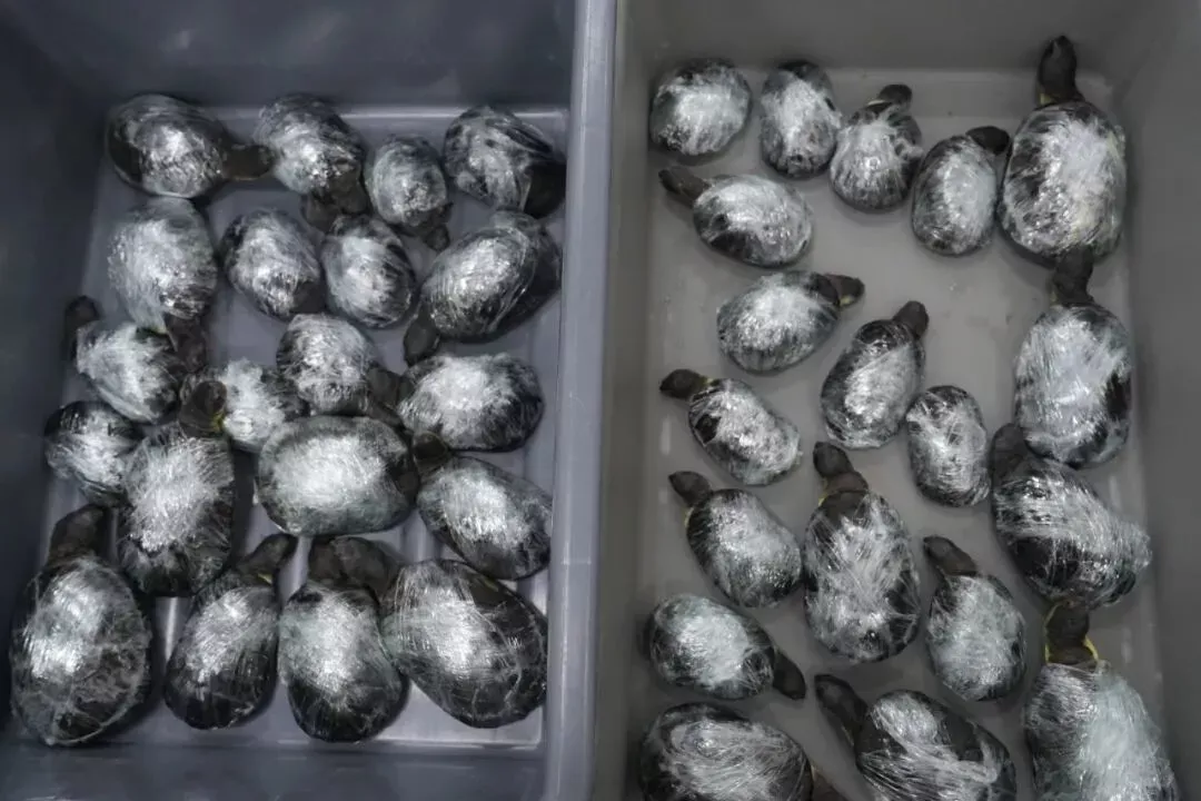 两女子穿宽松裙子入境被海关查获 藏活体乌龟68只