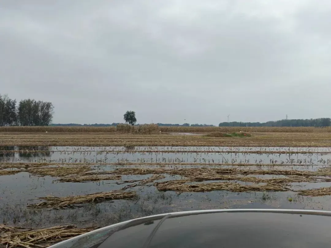 部分已经收割的玉米地中，积水较深/受访者供图