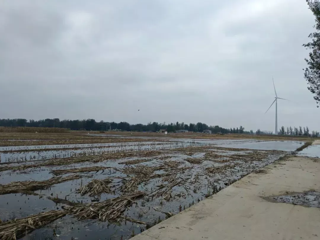 部分已经收割的玉米地中，积水较深/受访者供图