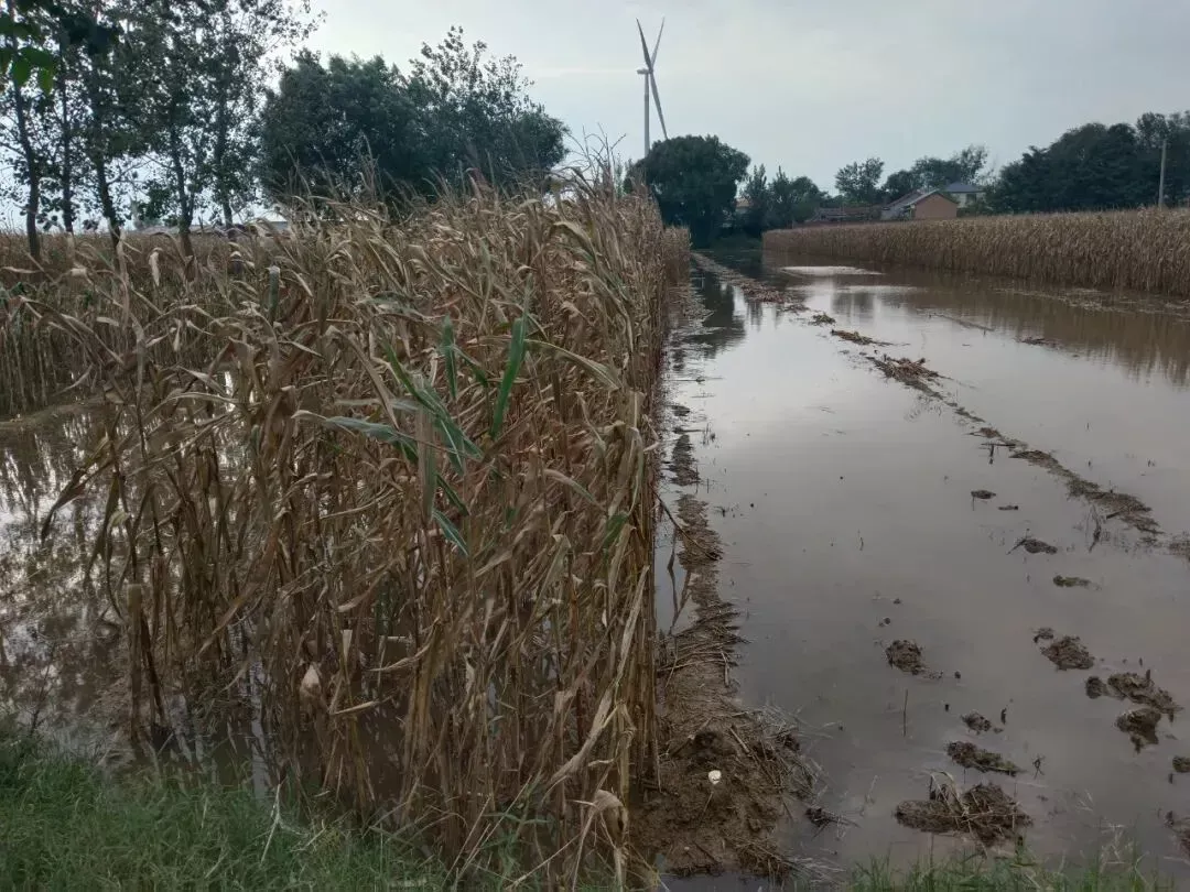 玉米田中的积水/受访者供图