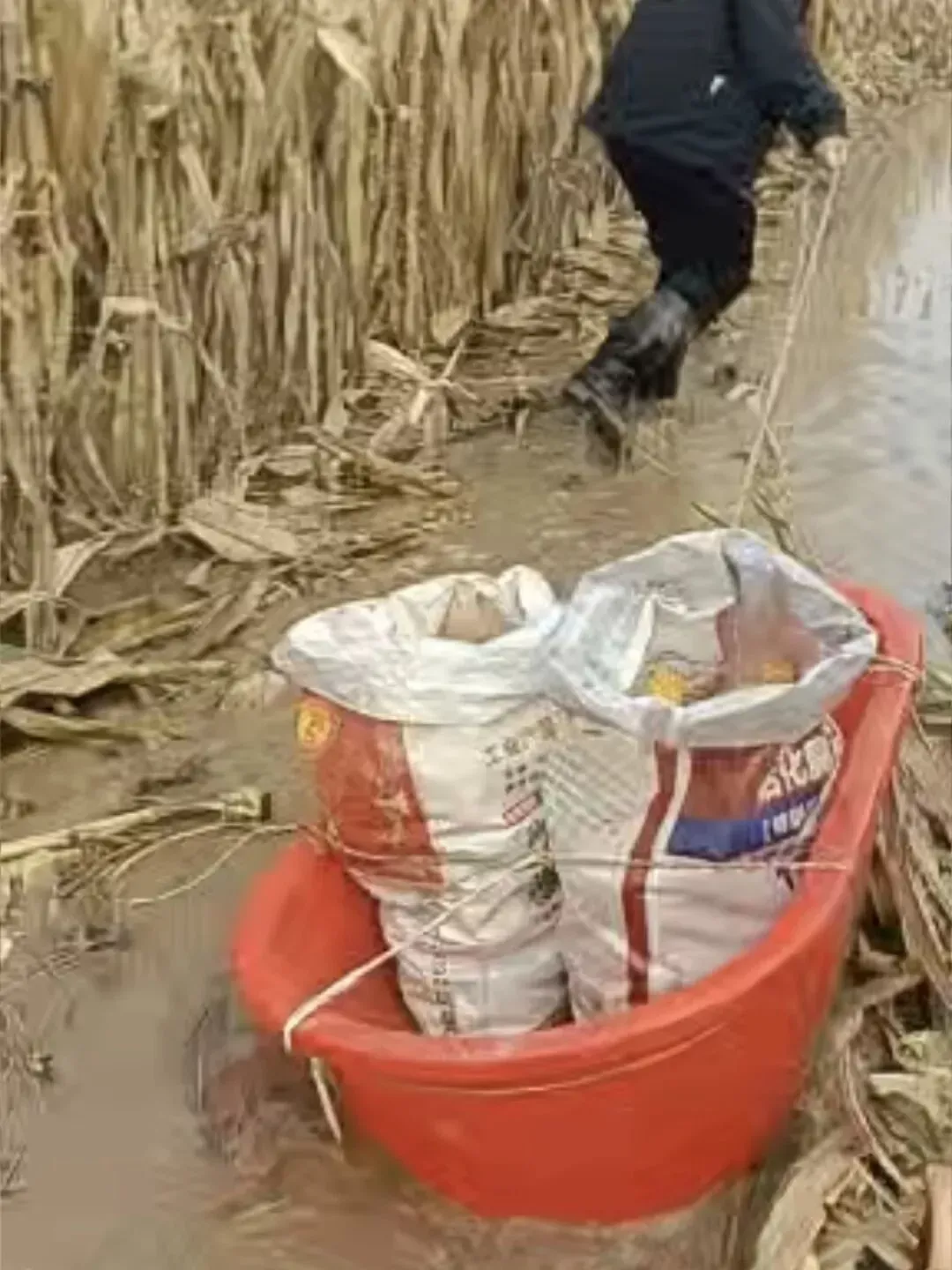 河南人苦，大旱中救活的玉米，现在都泡烂了