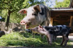 基因编辑建功 英国科学家培育出抗猪瘟品种猪只