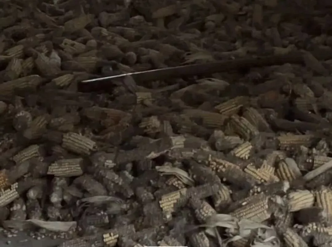 “看着满院发霉的玉米,想哭也哭不出”