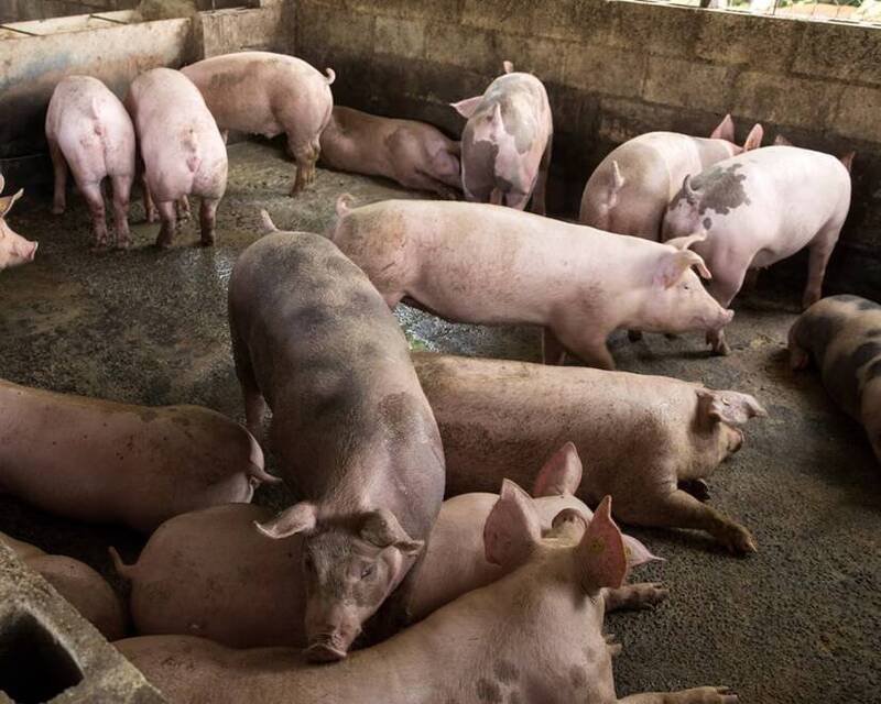 英国最新研究成功培育出能抵抗「典型猪瘟」的基因编辑猪。（欧新社档案照）