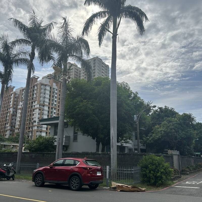 肇祸大王椰子约有三层楼高。（民众提供）