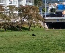 日本熊出没不断！ 盛冈市住宅区现熊踪 秋田县市区3头熊遭击毙