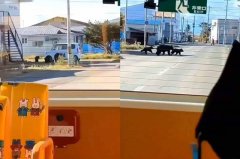 超近!3头母子熊出没北海道住宅区 吓坏搭幼稚园巴士孩童