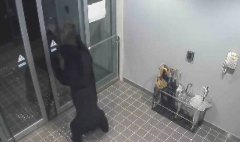 日本秋田恶霸熊连伤4人 强占民宅5天终于被捕获