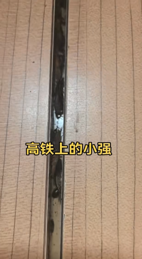 乘客实拍高铁车厢缝隙爬满蟑螂，列车员回应