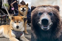 又有宠物疑遭熊吃掉！ 岩手县柴犬失踪 山中发现项圈及熊足迹