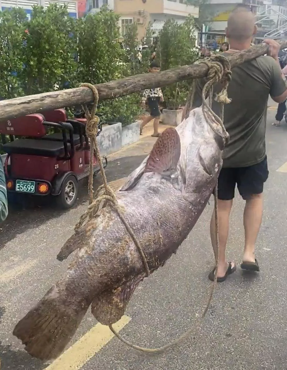 海口一渔民捕获巨型石斑鱼,目击者:个头跟猪差不多