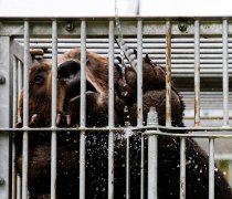 日本新潟2男遭熊袭受伤 县内本月已发布最高级别熊出没警报