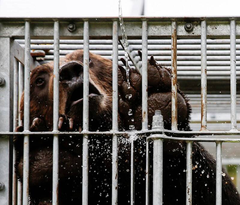 日本新潟县上越市大岛区2男遭熊袭受伤。图为日本过去捕获的熊只。（路透）