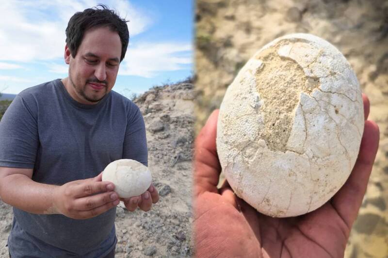 出土的恐龙蛋保存状态非常完整，外型像是刚煮好的「水煮蛋」般光滑。（图撷取自@fundacionazara、@paleocueva.lacev IG，本报合成）