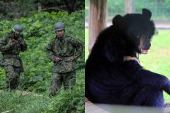 请求自卫队支援熊害 日本秋田县知事︰不能使用枪枝等武器