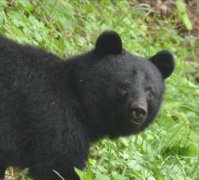 81岁老妇惨死秋田市稻田内 陈尸地附近曾被通报「熊出没」