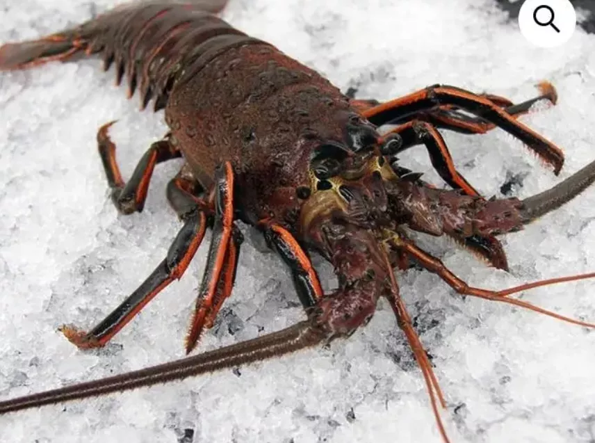 中国不买龙虾了!加州本地人终于又吃得起了