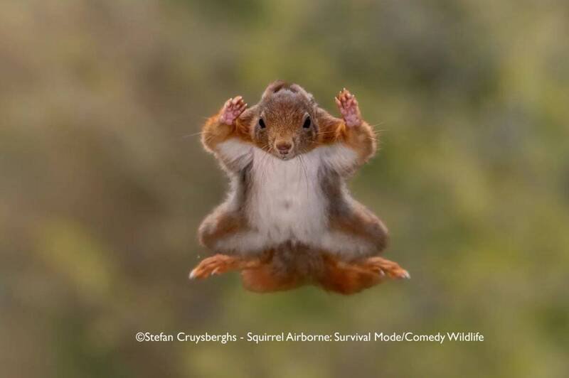 Stefan Cruysberghs作品《Squirrel Airborne Surrender Mode》（松鼠空降投降）。（撷取自Nikon官网）