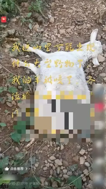 村民家羊疑遭不明野兽袭击，被发现时仅剩前半身